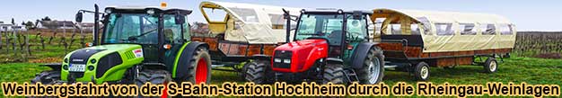 Weinbergsfahrt mit Planwagen in Hochheim am Main im Rheingau